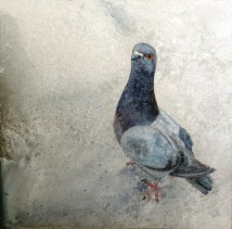 prindaville_temerity